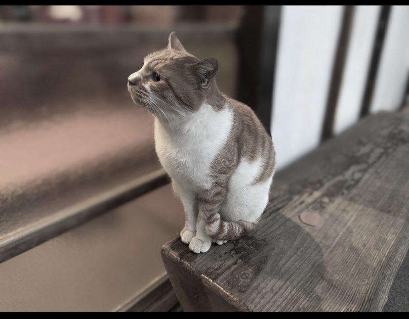 こんぶおにぎりさん